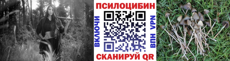 Псилоцибиновые грибы мицелий kraken маркетплейс Новосокольники как найти наркотики